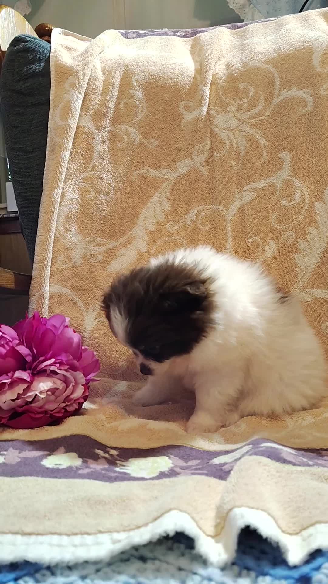 Pomeranian dogs for sale: Passion fruit - Video 2