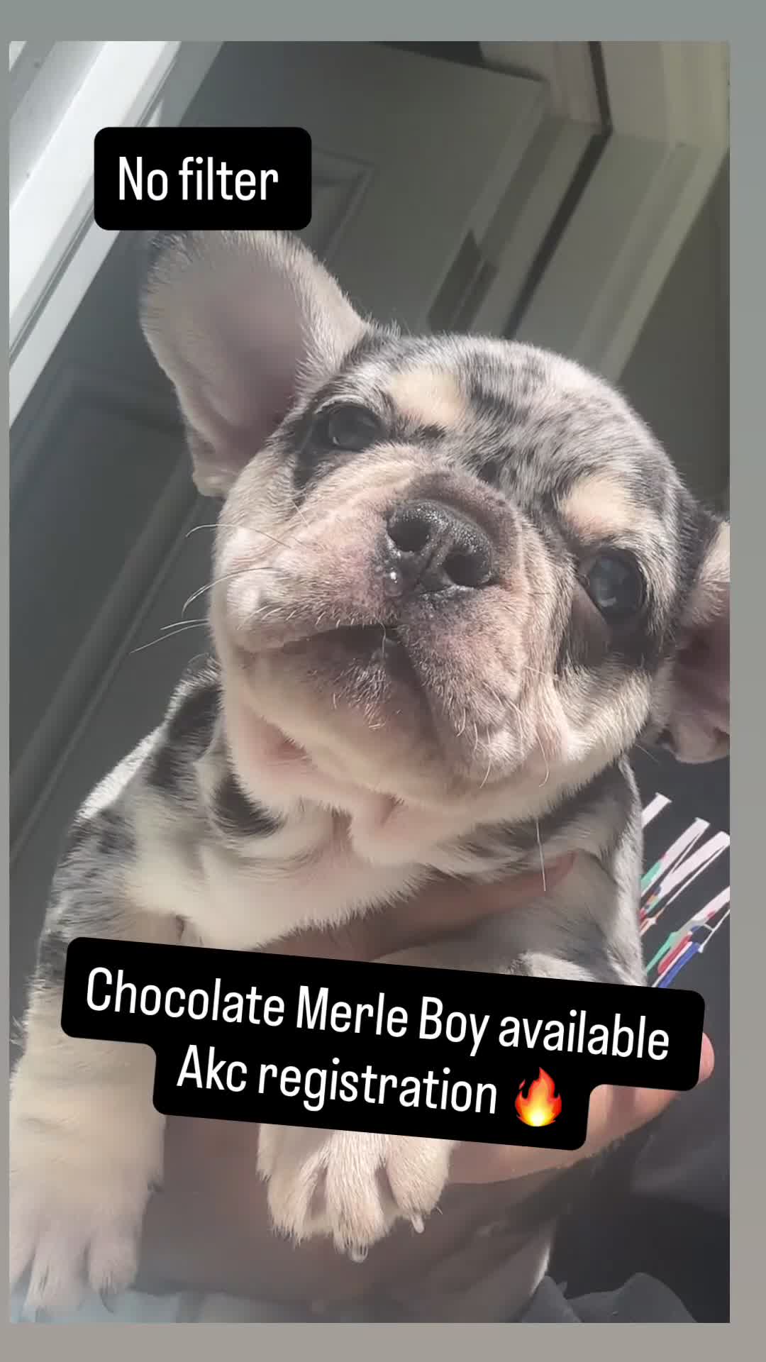 French Bulldog dogs for sale: French Bulldog 1 - Video 1