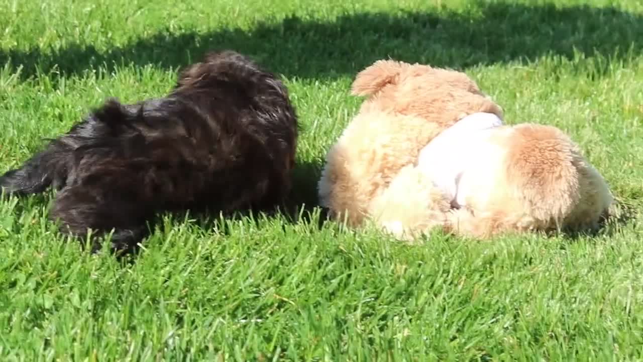Shihpoo dogs for sale: Taylor - Video 1