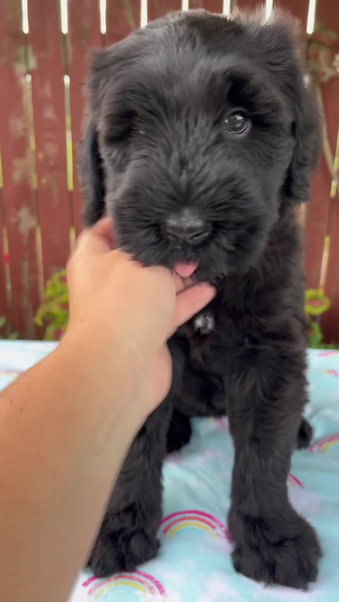 Giant Schnauzer dogs for sale: Lelah - Video 1