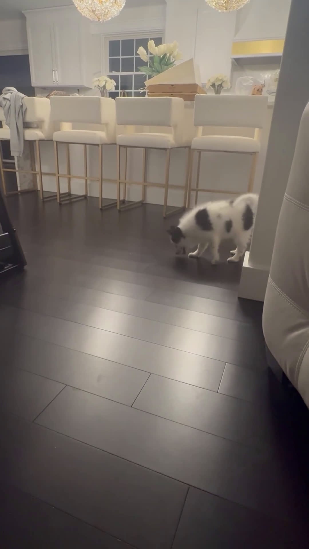 Pomsky dogs for sale: Linguini - Video 1