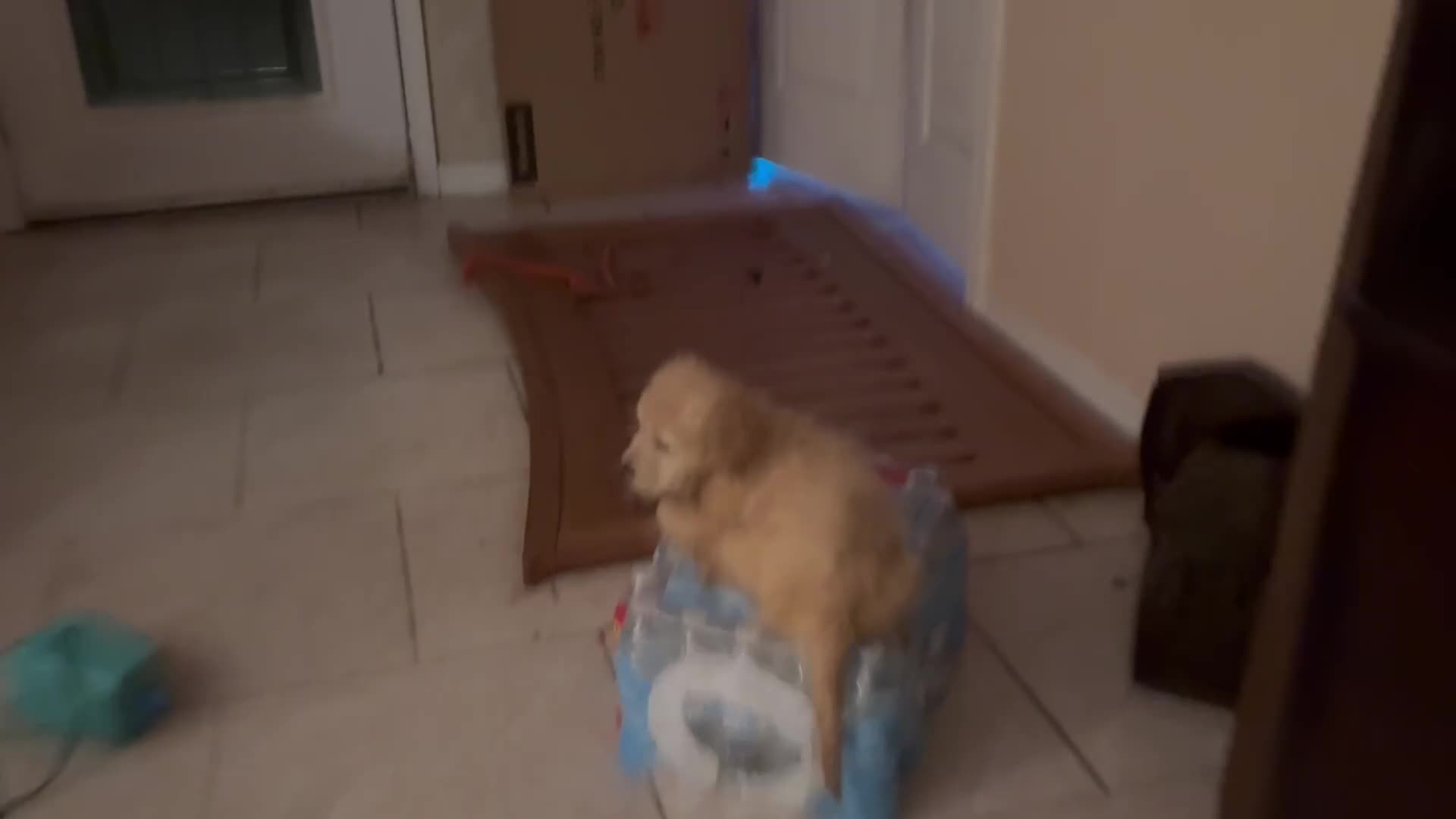 Golden Retriever dogs for sale: Sheeps - Video 2