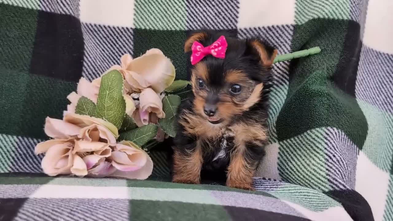 Yorkshire Terrier dogs for sale: Harmony 4.5 lbs Full Grown - Video 1