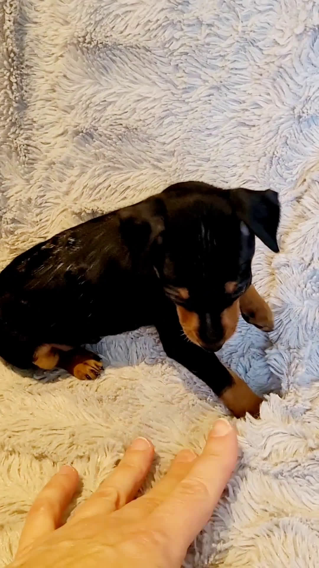 Miniature Pinscher dogs for sale: Buzz  - Video 1