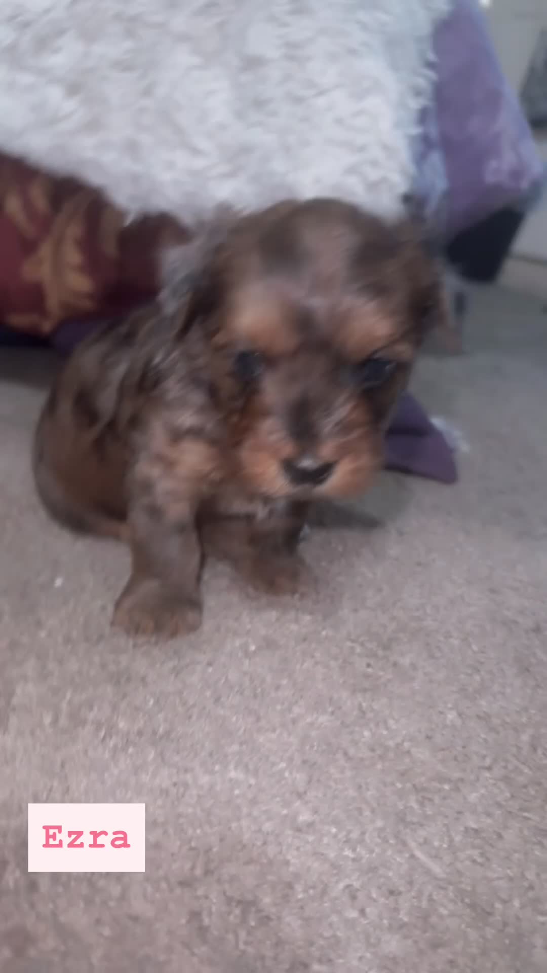Mixed Breed dogs for sale: Ezra - Video 1