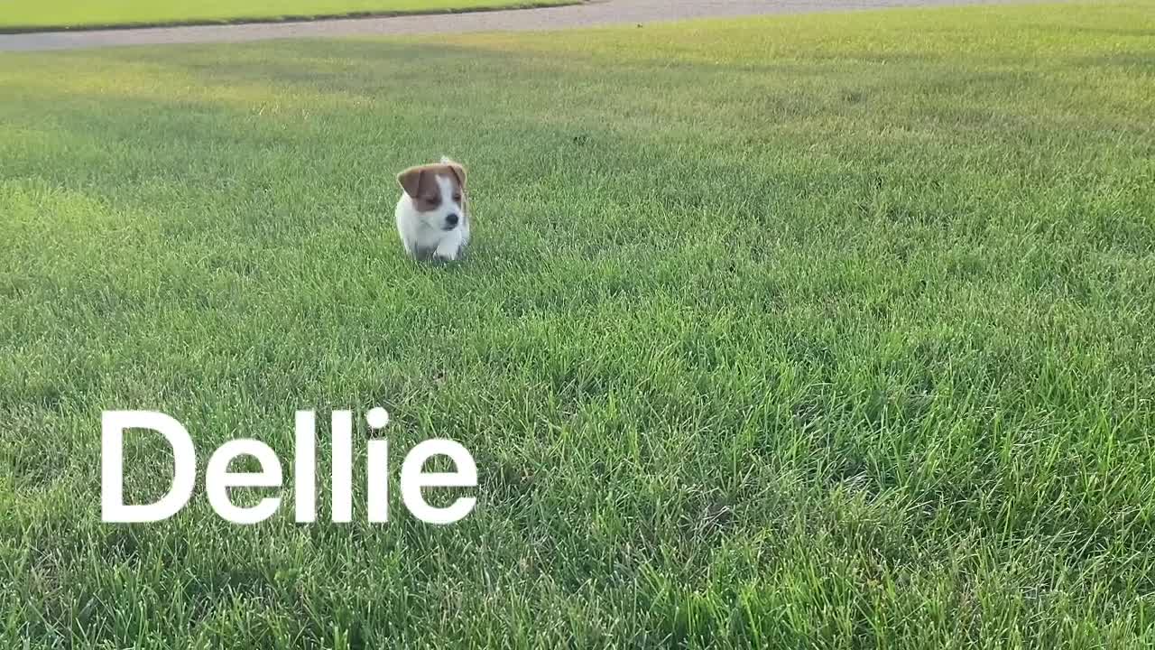 Jack Russell Terrier dogs for sale: Dellie - Video 1