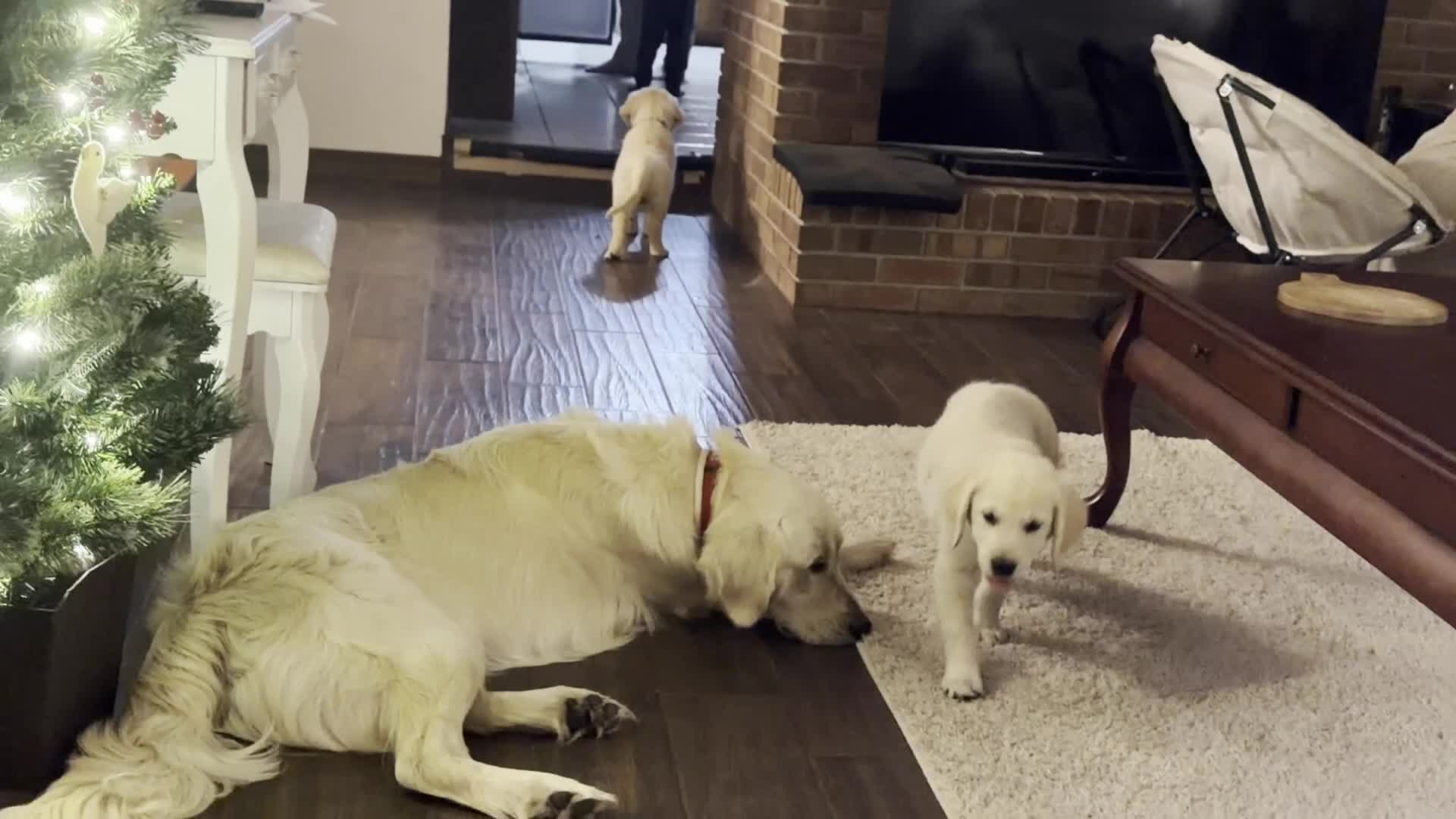 Golden Retriever dogs for sale: Bonzai of Avalon - Video 1