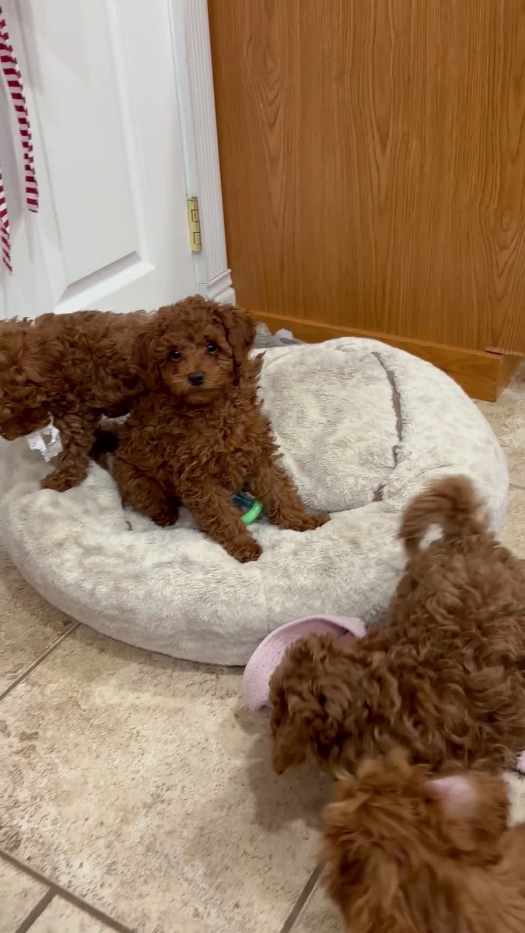 Toy Poodle dogs for sale: Toy Poodle Puppy 1 - Video 4