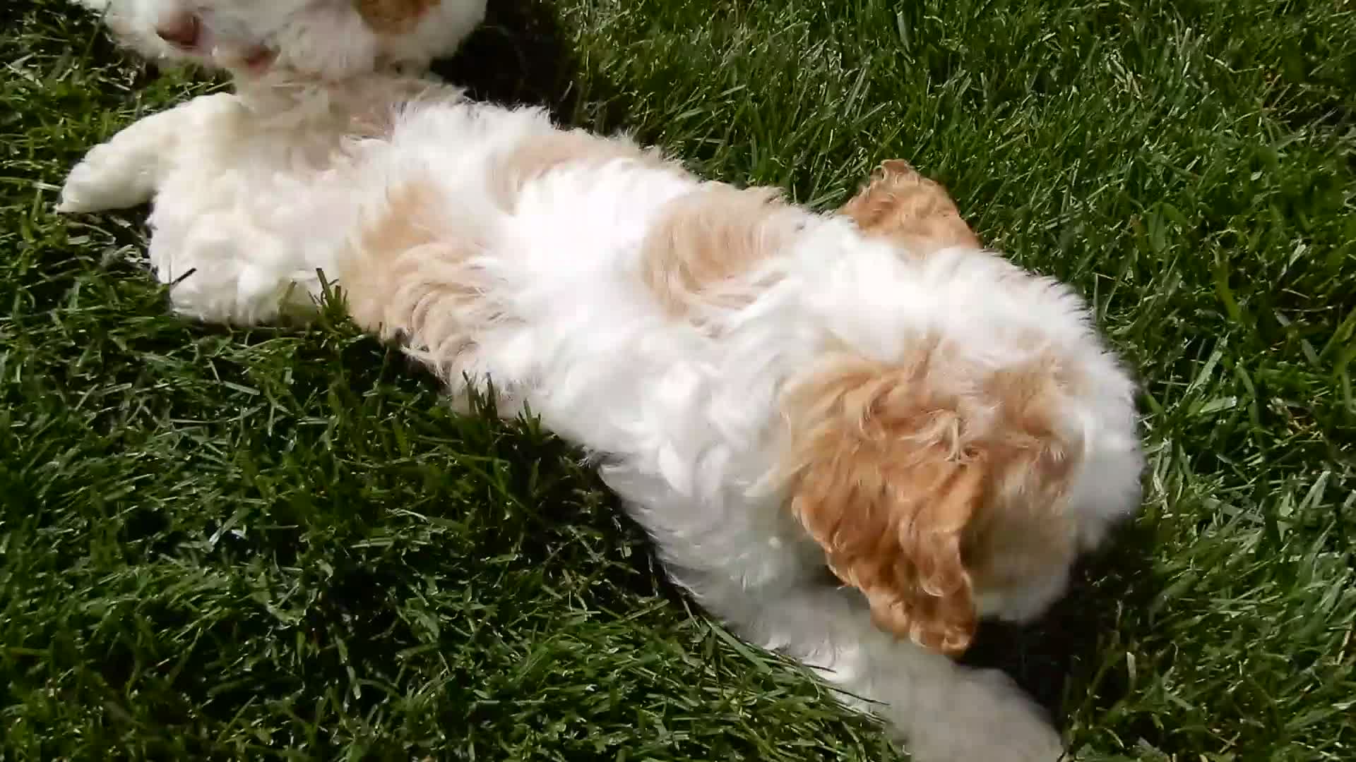 Cockapoo dogs for sale: Dolly - Video 1