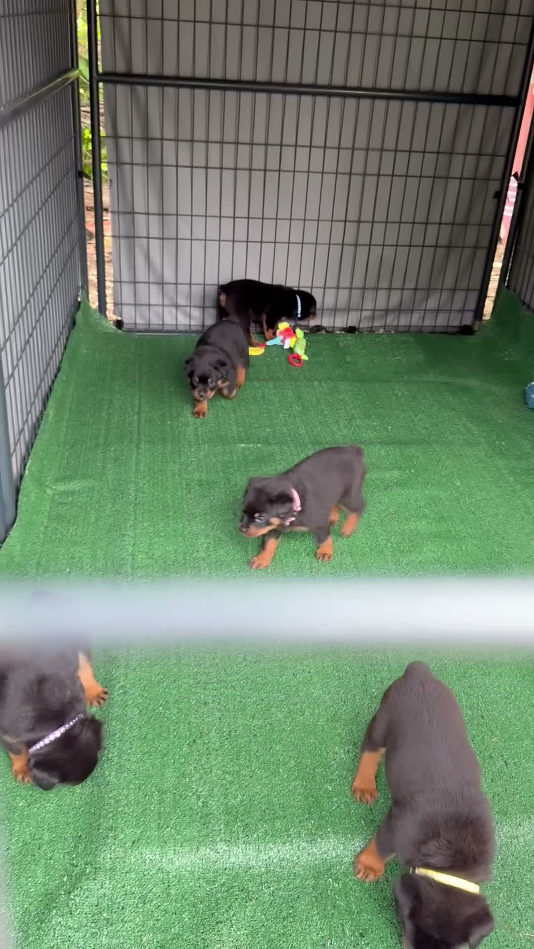 Rottweiler dogs for sale: Rottweiler 4 - Video 2