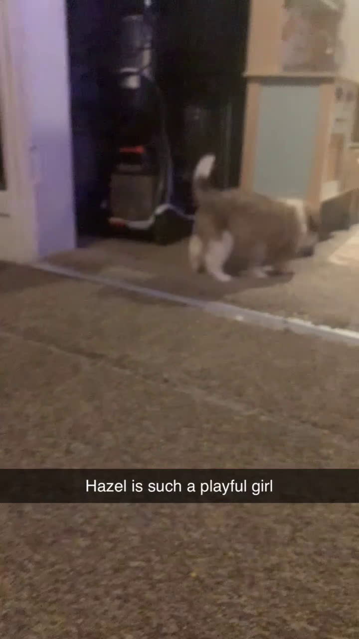 Mixed Breed dogs for sale: Hazel  - Video 2