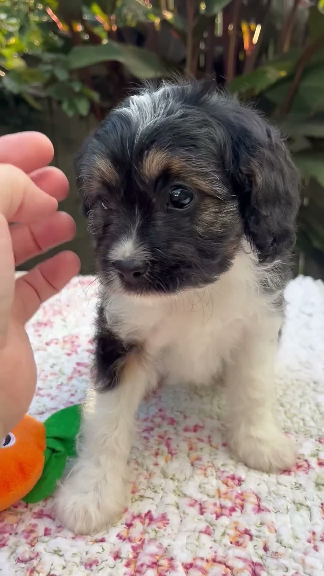 Cavapoo dogs for sale: Faith - Video 1