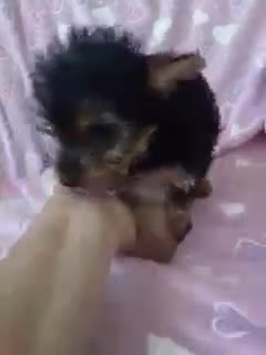 Yorkshire Terrier dogs for sale: Sierra - Video 1