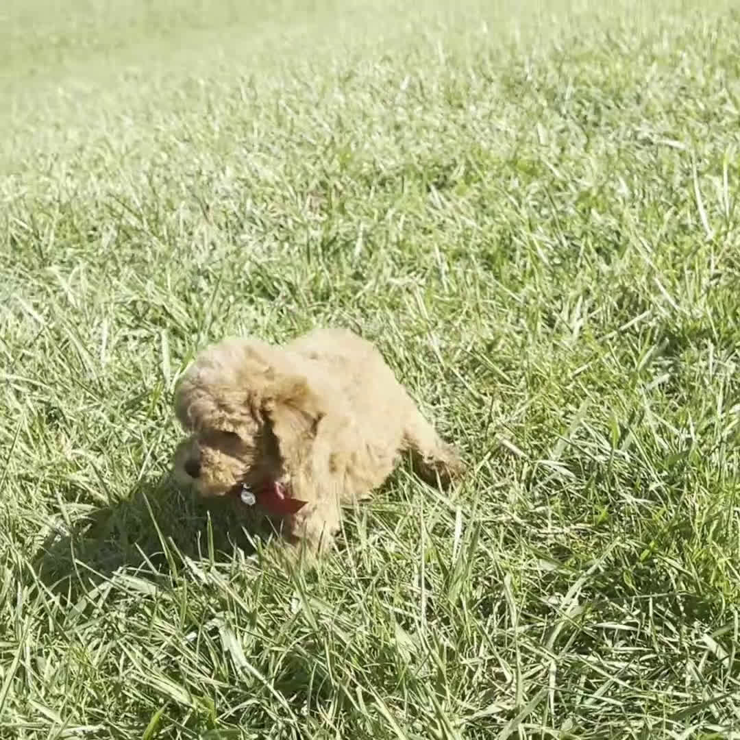 Toy Poodle dogs for sale: Cece - Video 1