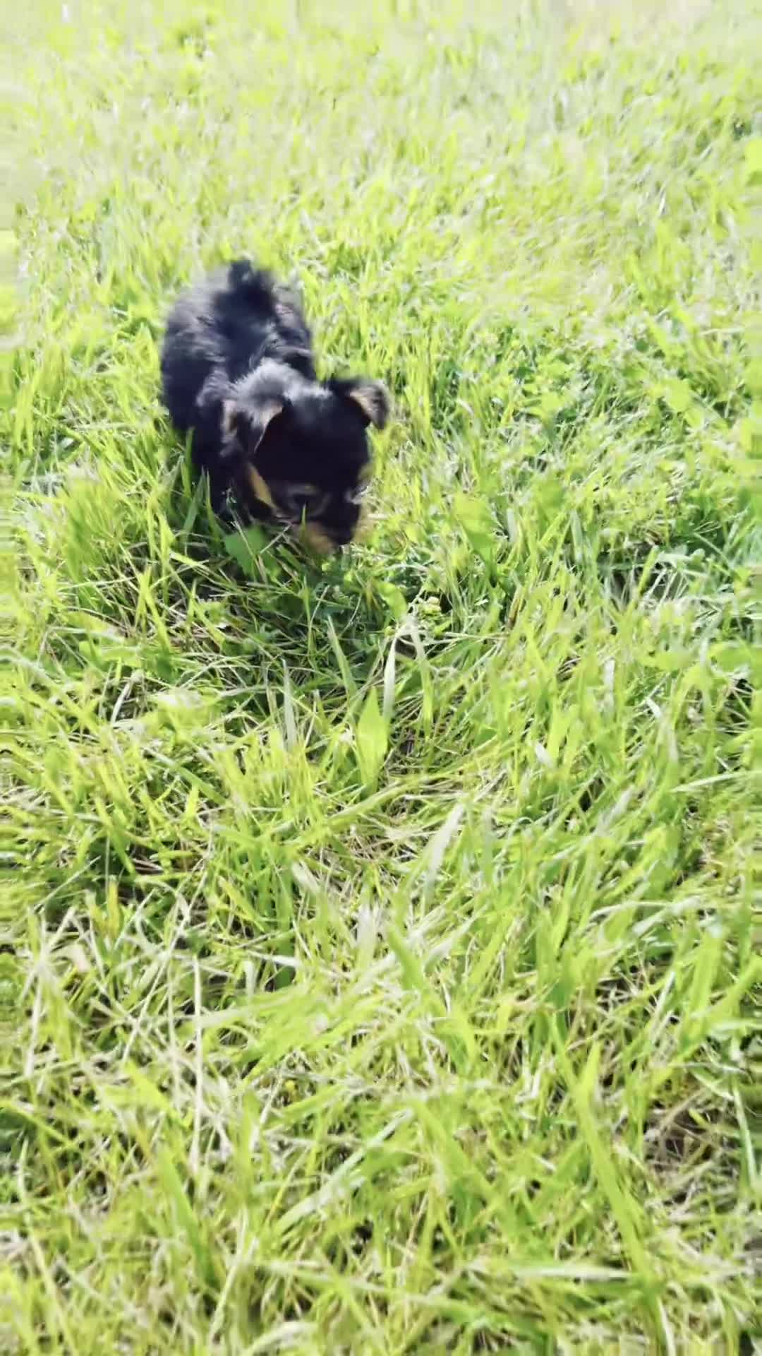 Yorkshire Terrier dogs for sale: Maple - Video 1