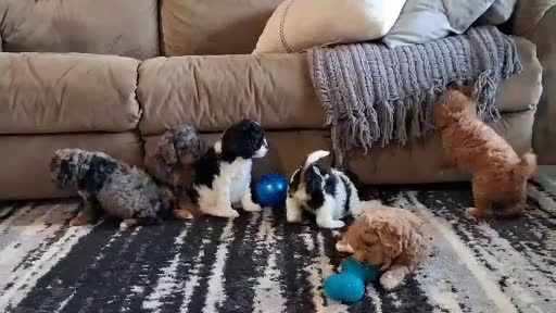 Cavapoo dogs for sale: Cody - Video 1