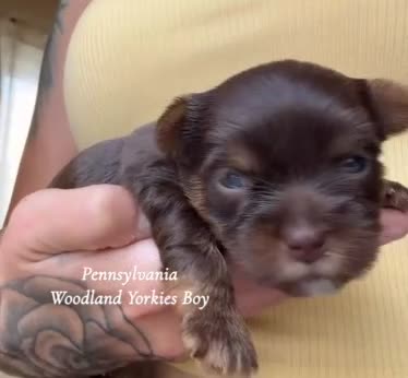 Yorkshire Terrier dogs for sale: Yorkshire Terrier 1 - Video 1