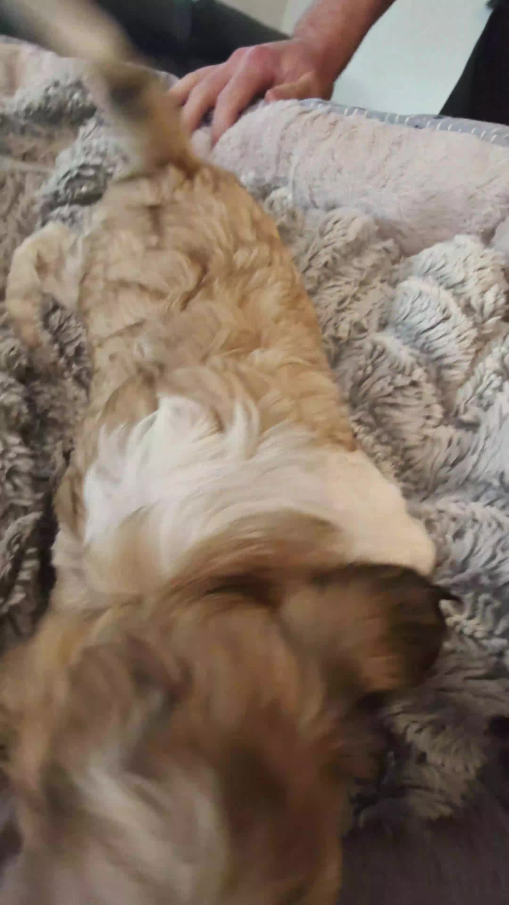 Mixed Breed dogs for sale: Biscotti - Video 1