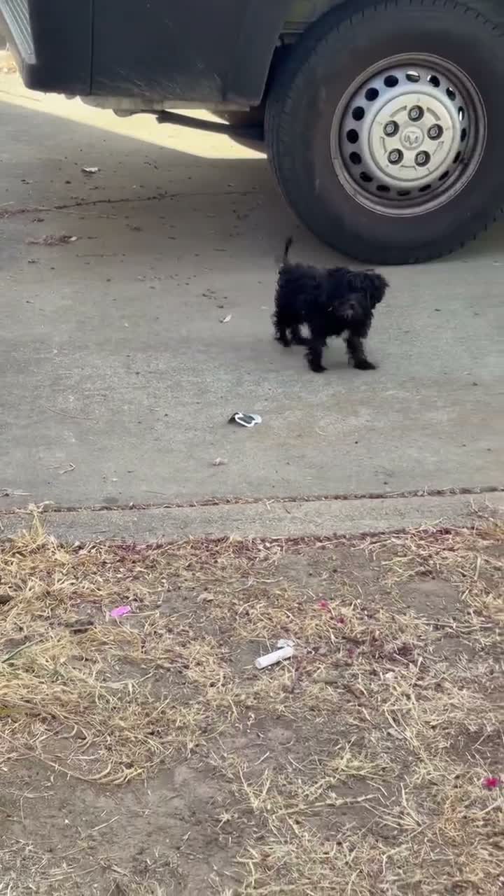 Maltipoo dogs for sale: Kiwi 🥝  - Video 2