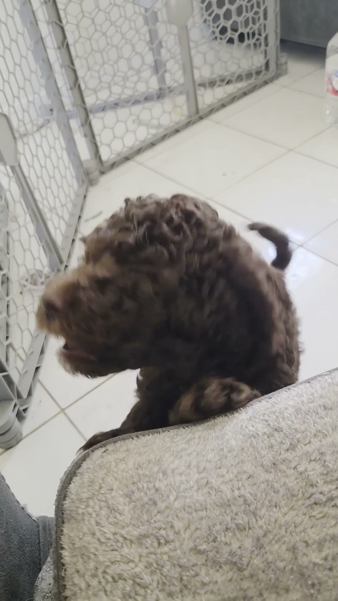 Miniature Poodle dogs for sale: E'claire - Video 1