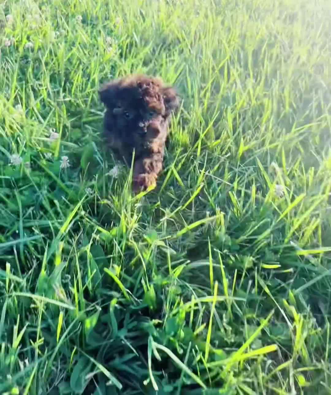 Toy Poodle dogs for sale: Buttercup AKC - Video 1