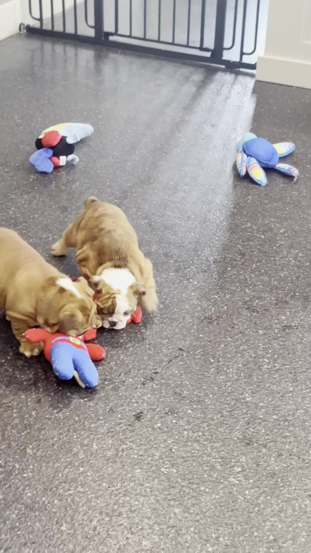 English Bulldog dogs for sale: Roxky AKC - Video 1