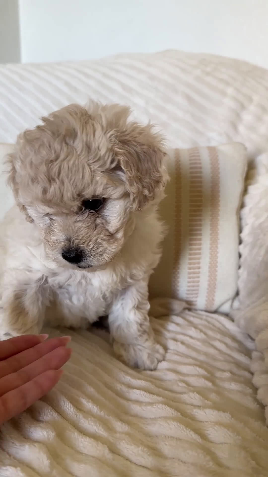 Mixed Breed dogs for sale: Leo - Video 1