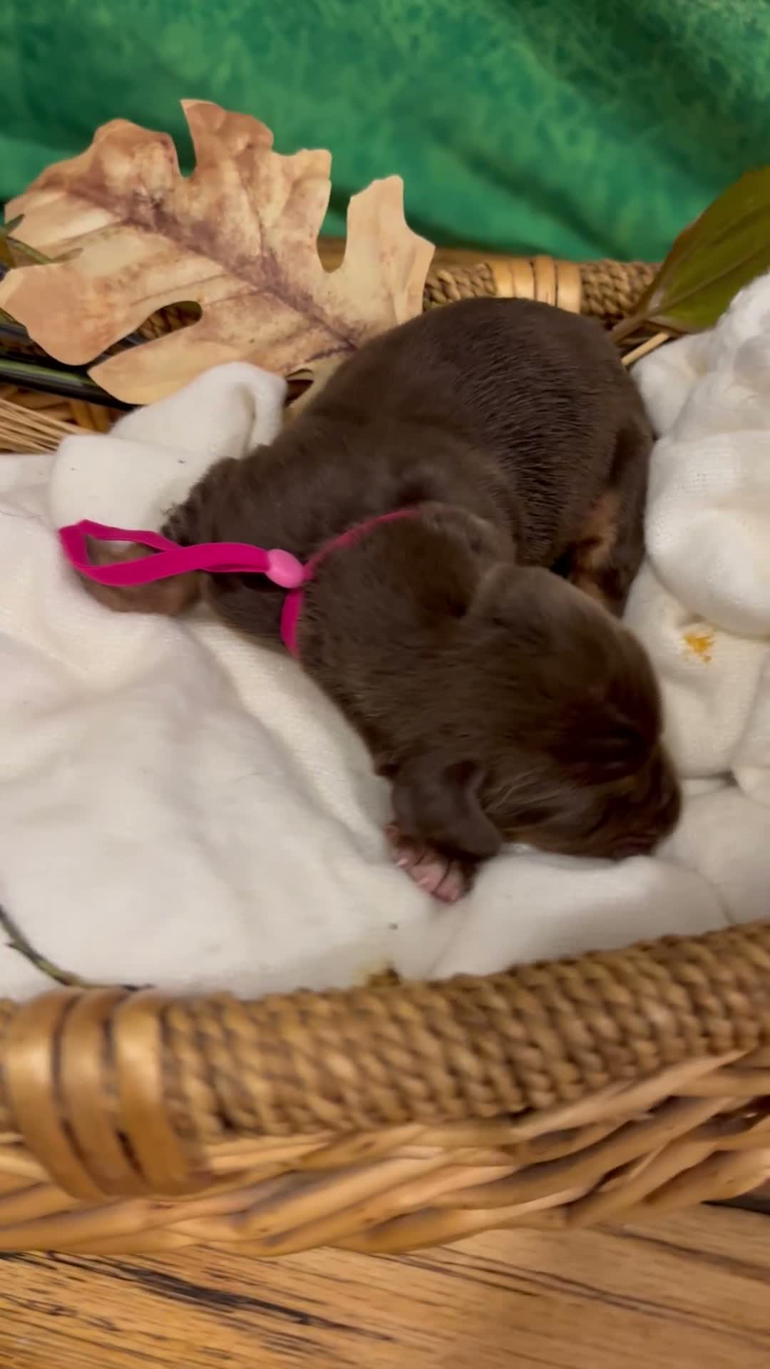Bloodhound dogs for sale: Pink collar female  - Video 1