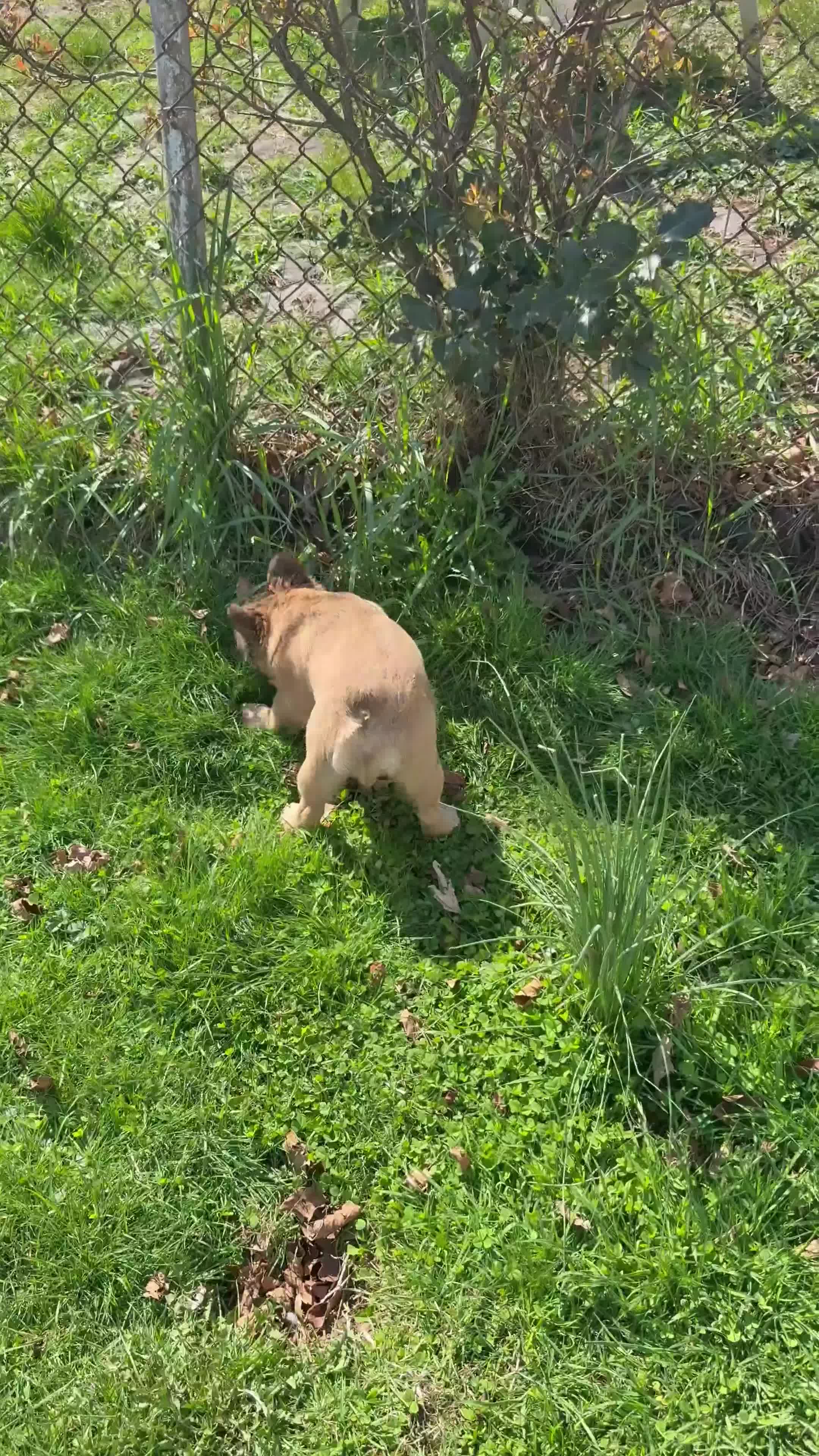 French Bulldog dogs for sale: Arlo - Video 1