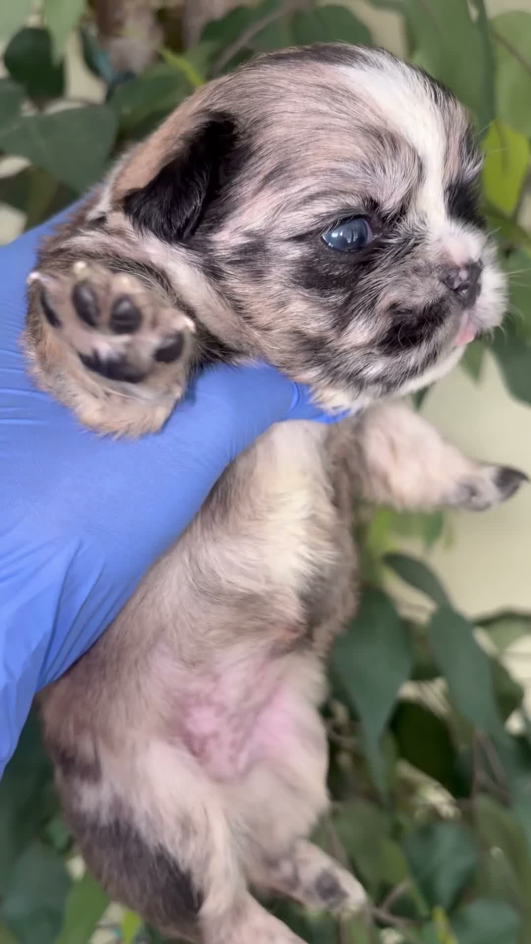 French Bulldog dogs for sale: Fluffy frenchie - Video 3