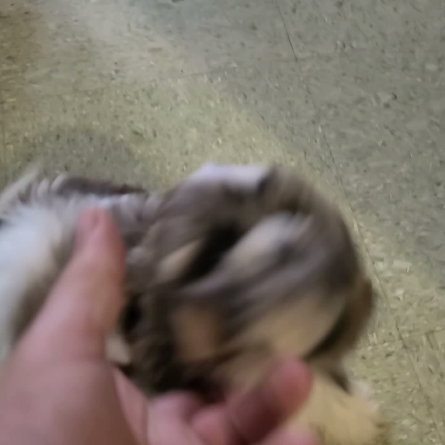 Shih Tzu dogs for sale: Kesha - Video 1