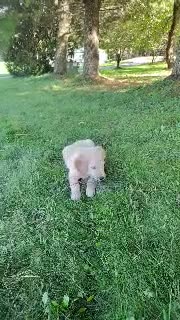 Golden Retriever dogs for sale: Margo - Video 1