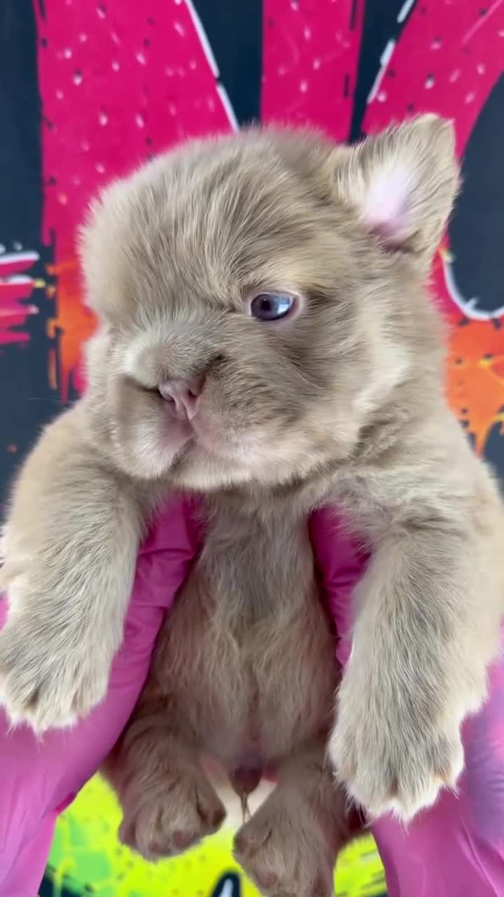 French Bulldog dogs for sale: John John - Video 1
