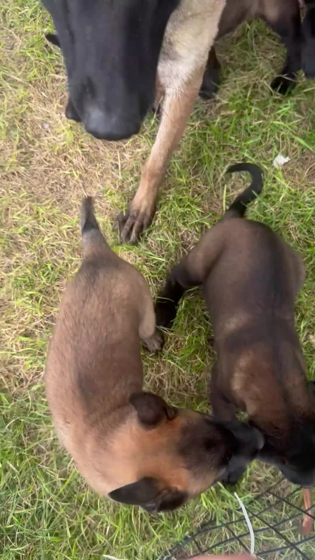Belgian Malinois dogs for sale: Miles - Video 1