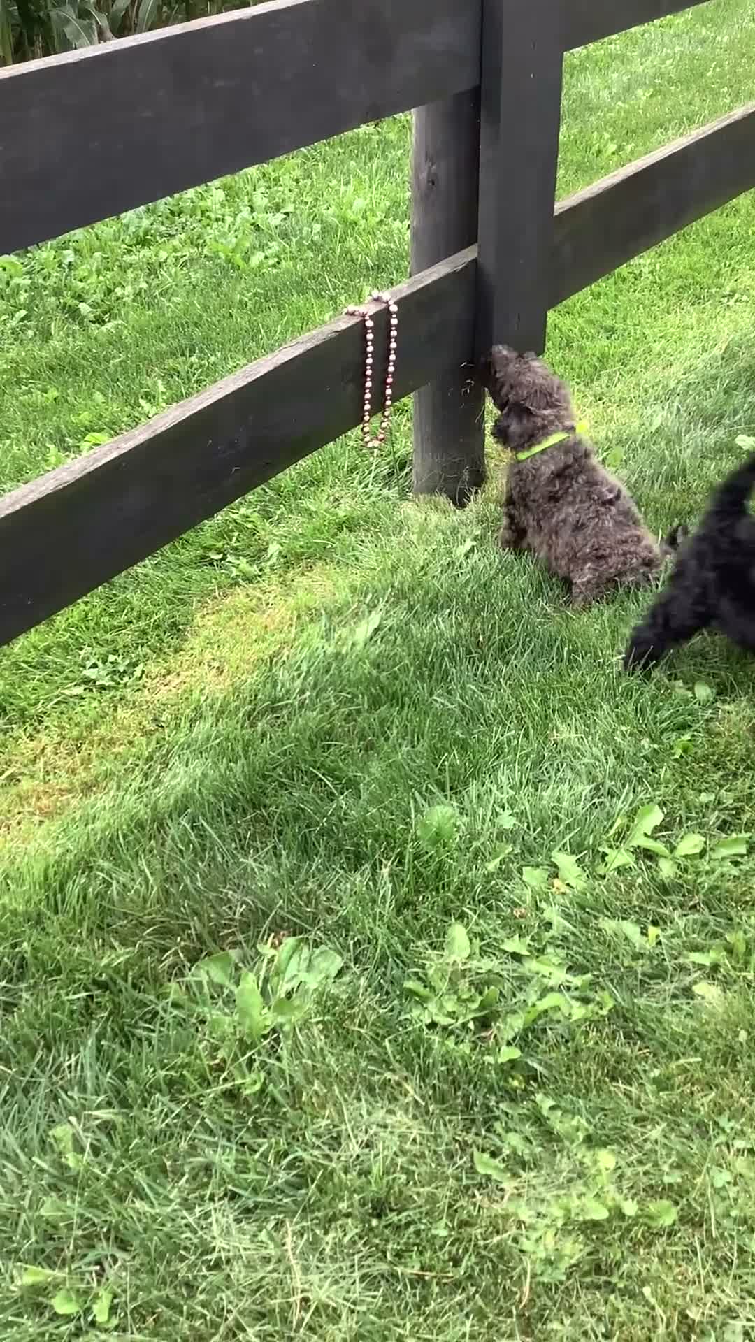 Goldendoodle dogs for sale: Macho-F1bb-Goldendoodle 2 - Video 1