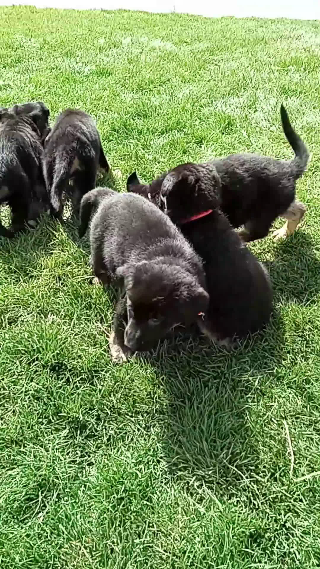 German Shepherd dogs for sale: Roscoe  - Video 1