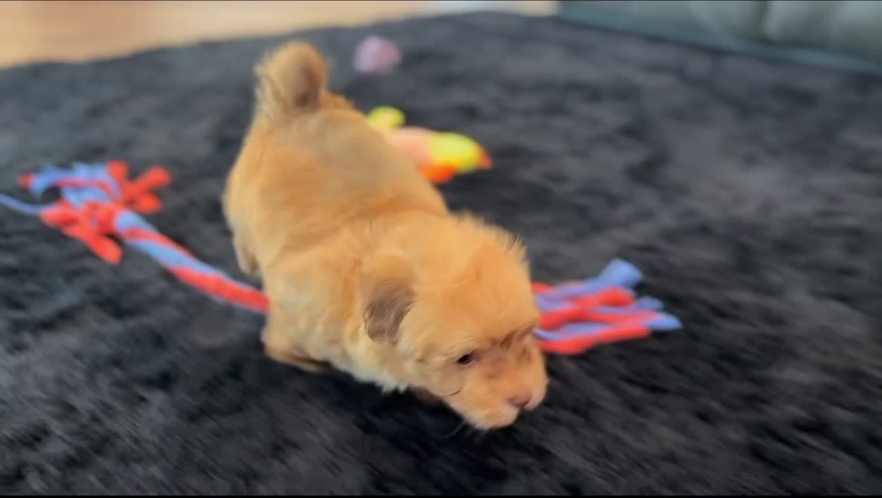 Havanese dogs for sale: Oscar - Video 1