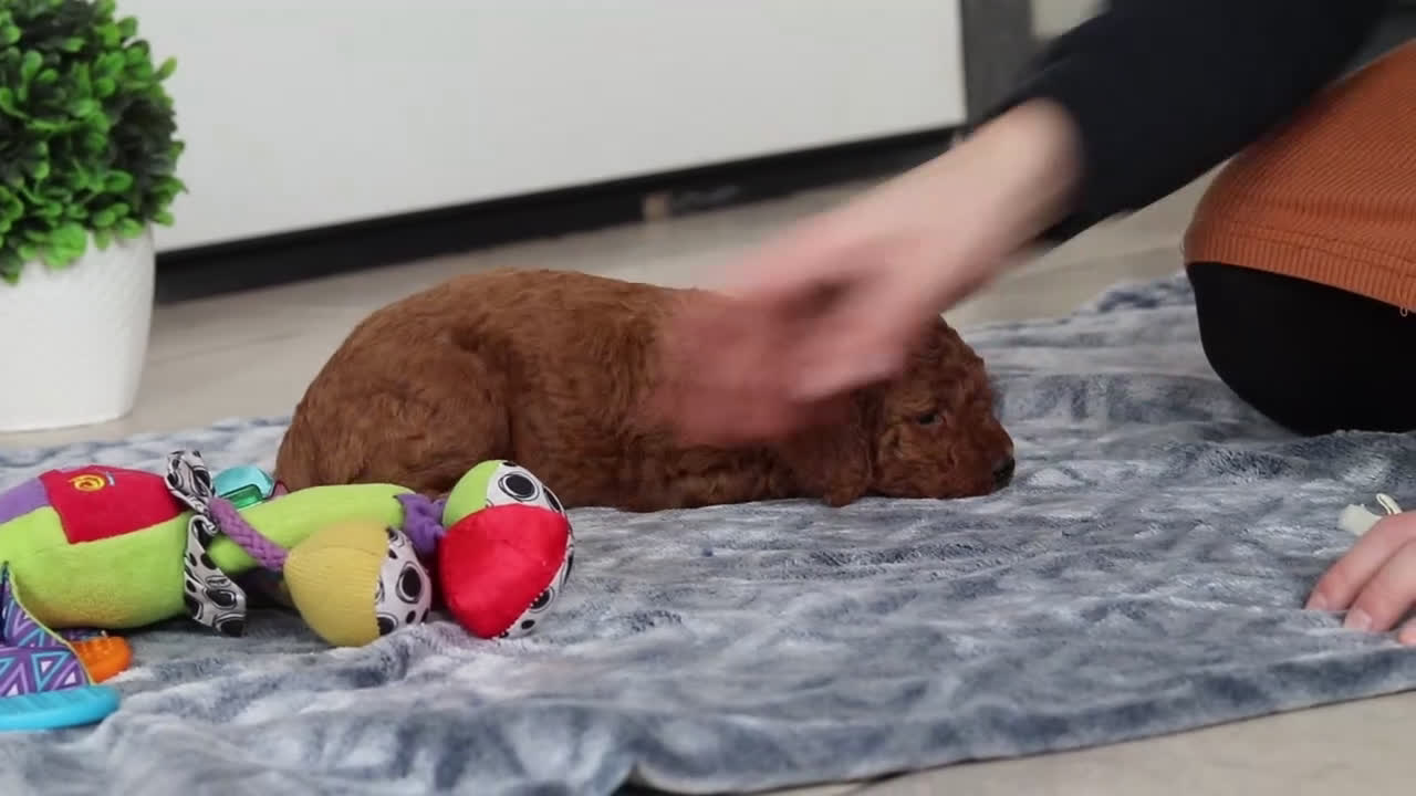 Mini Goldendoodle dogs for sale: Macy - Video 1