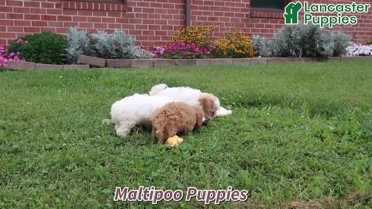 Maltipoo dogs for sale: Nicki - Video 1