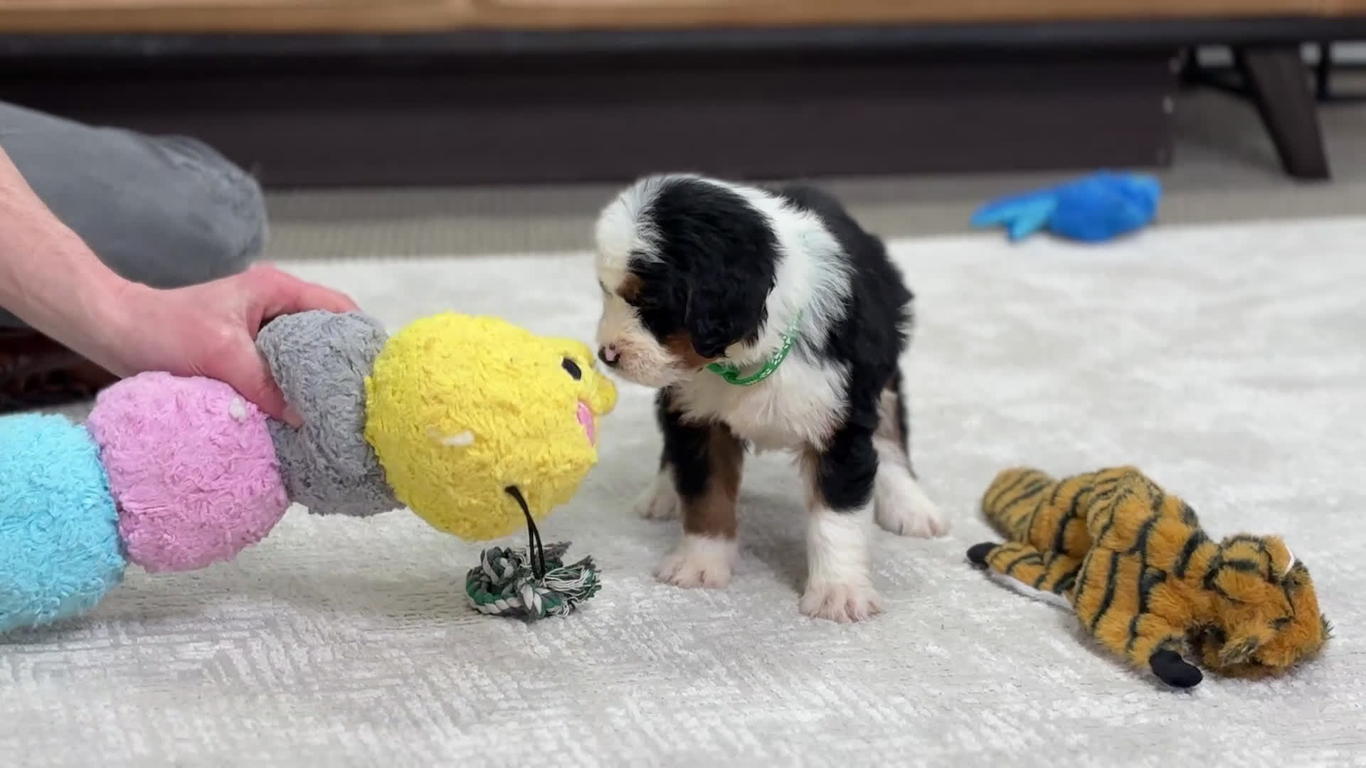 Mini Bernedoodle dogs for sale: Roscoe - Video 1