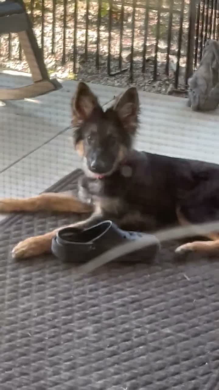 Mixed Breed dogs for sale: Luna - Video 2