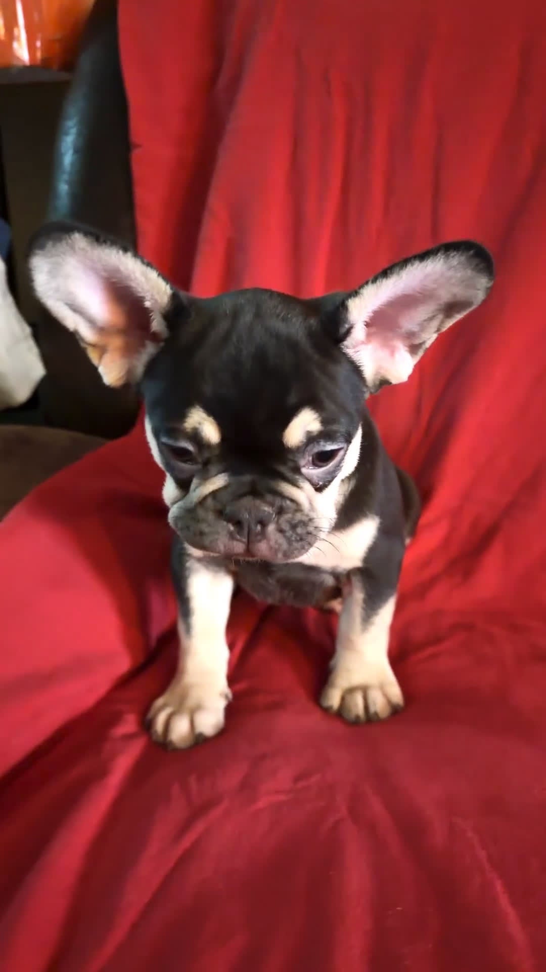 French Bulldog dogs for sale: French Bulldog Puppy 4 - Video 1
