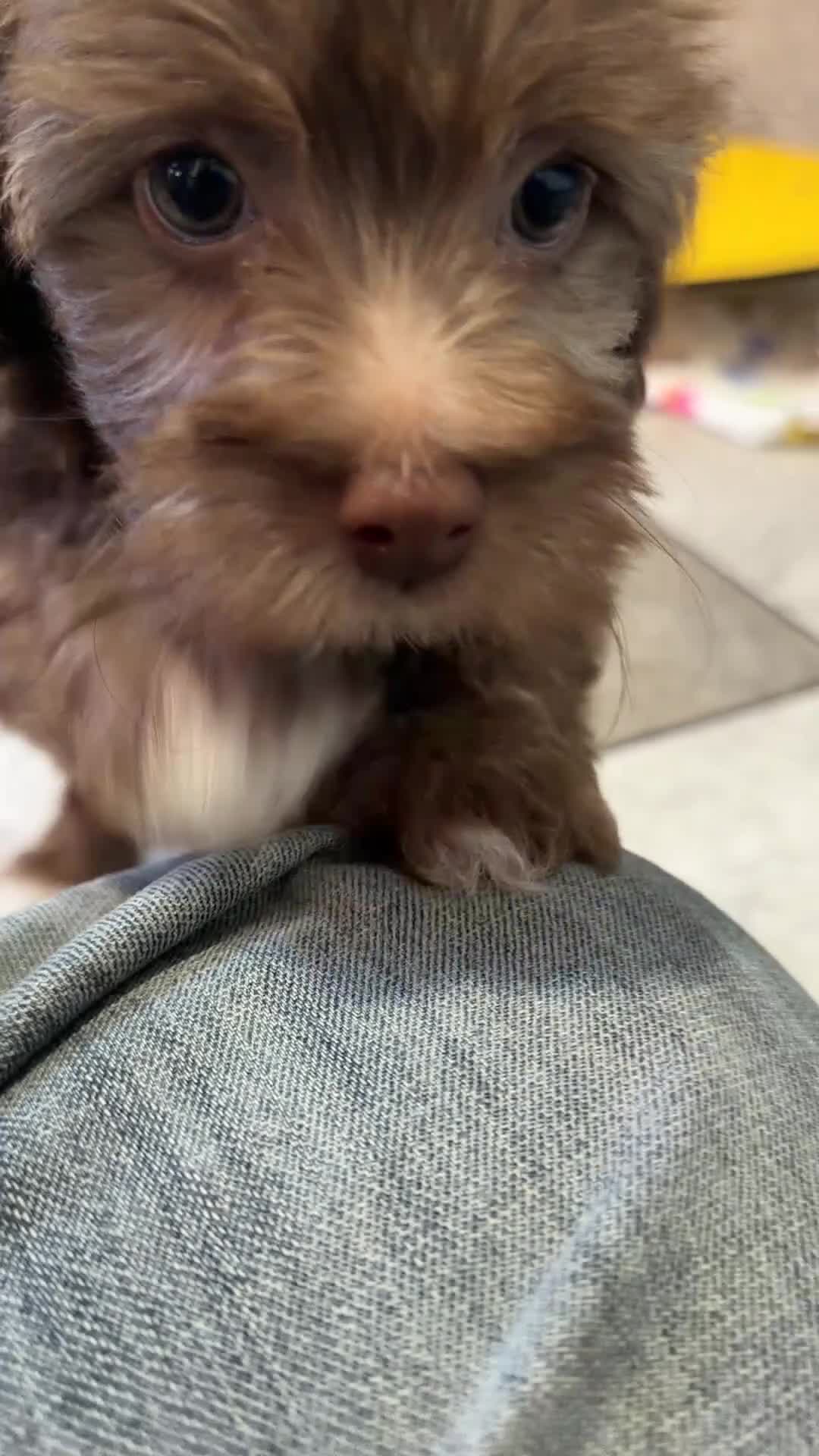 Havapoo dogs for sale: Cody - Video 1