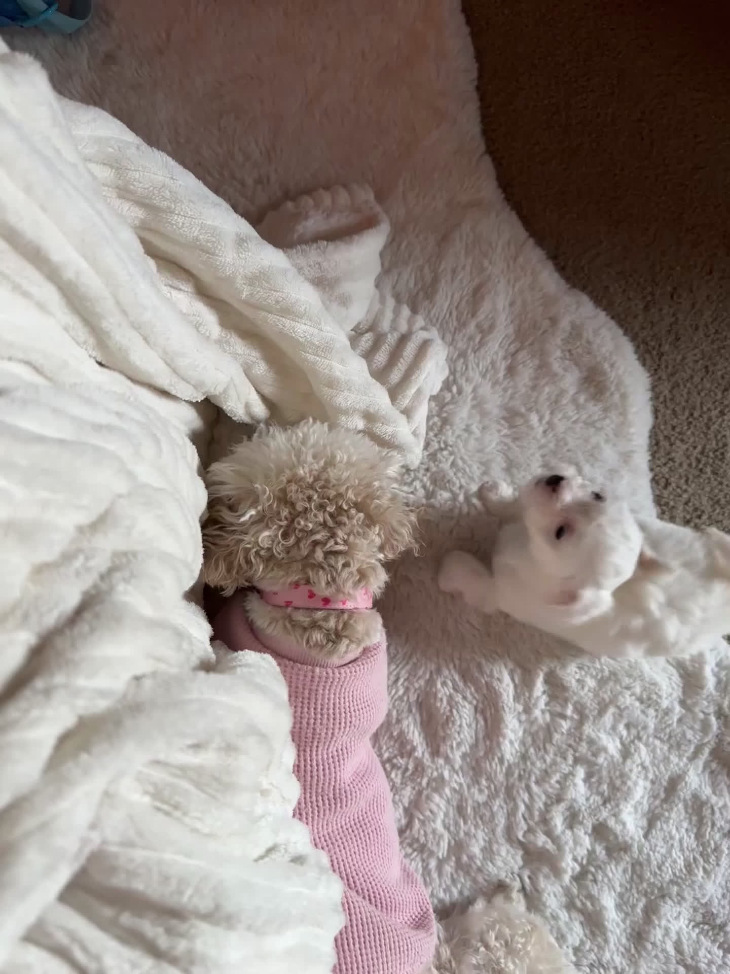 Mixed Breed dogs for sale: Rosey - Video 1