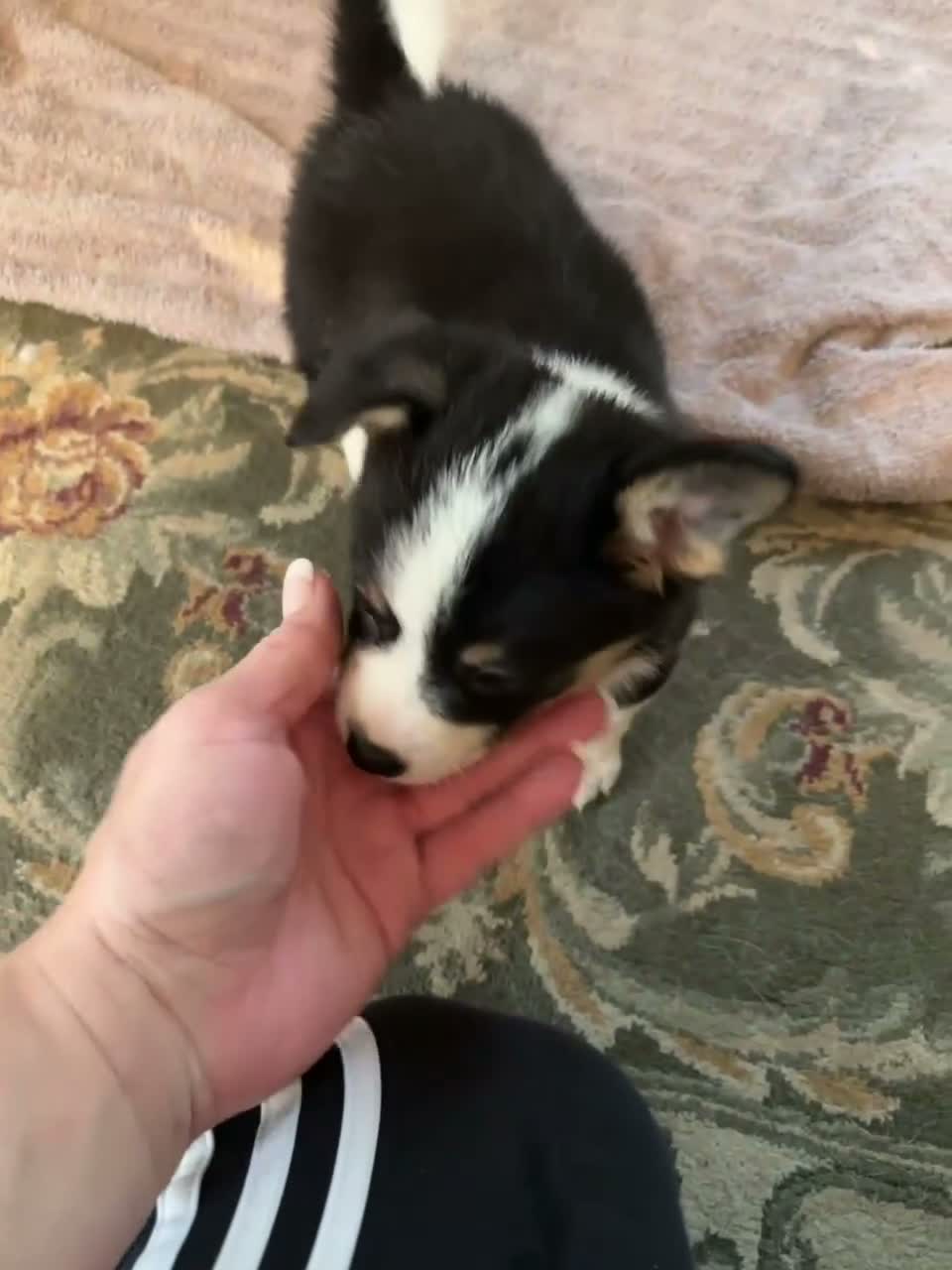 American Corgi dogs for sale: Clover  - Video 1