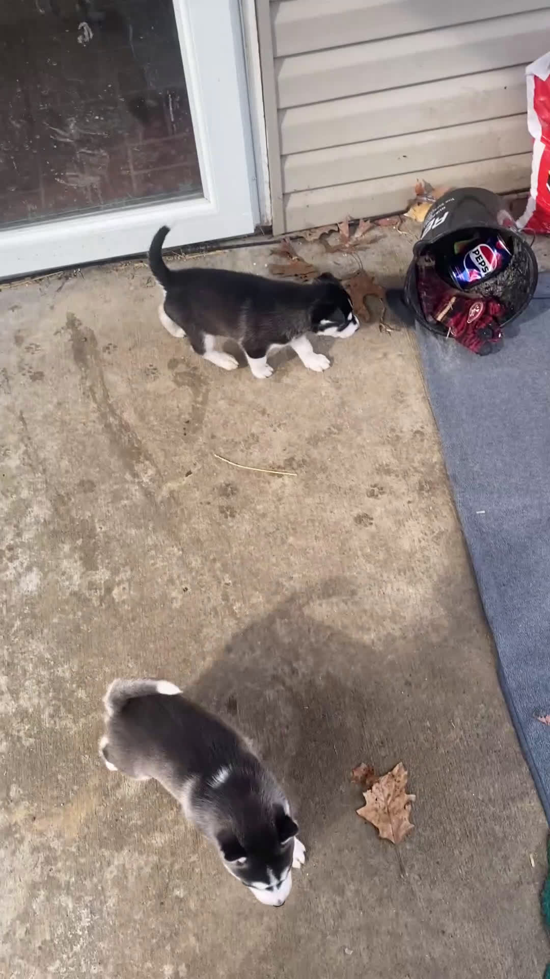 Siberian Husky dogs for sale: Zeus - Video 1