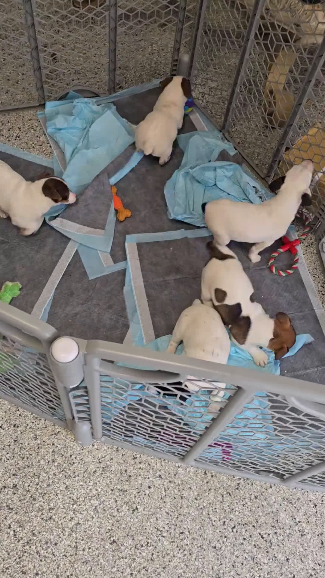 Jack Russell Terrier dogs for sale: Jack Russell Terrier Puppy 1 - Video 1