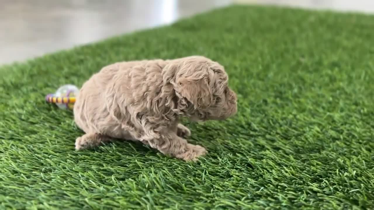 Miniature Poodle dogs for sale: Prince - Video 1