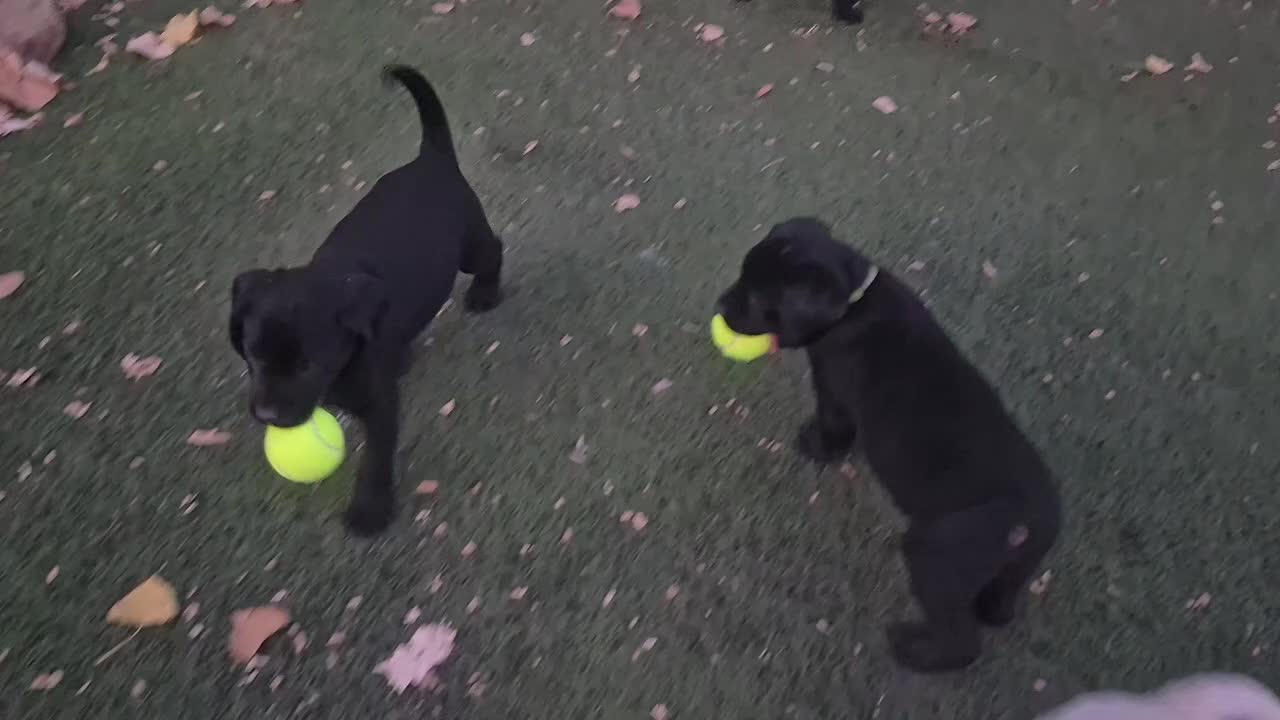 Labrador Retriever dogs for sale: Beckett - Video 1