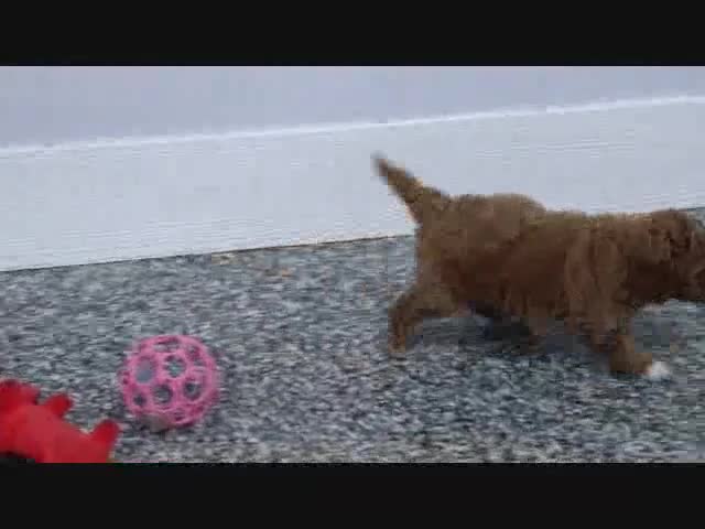 Mini Goldendoodle dogs for sale: Arnold - Video 2